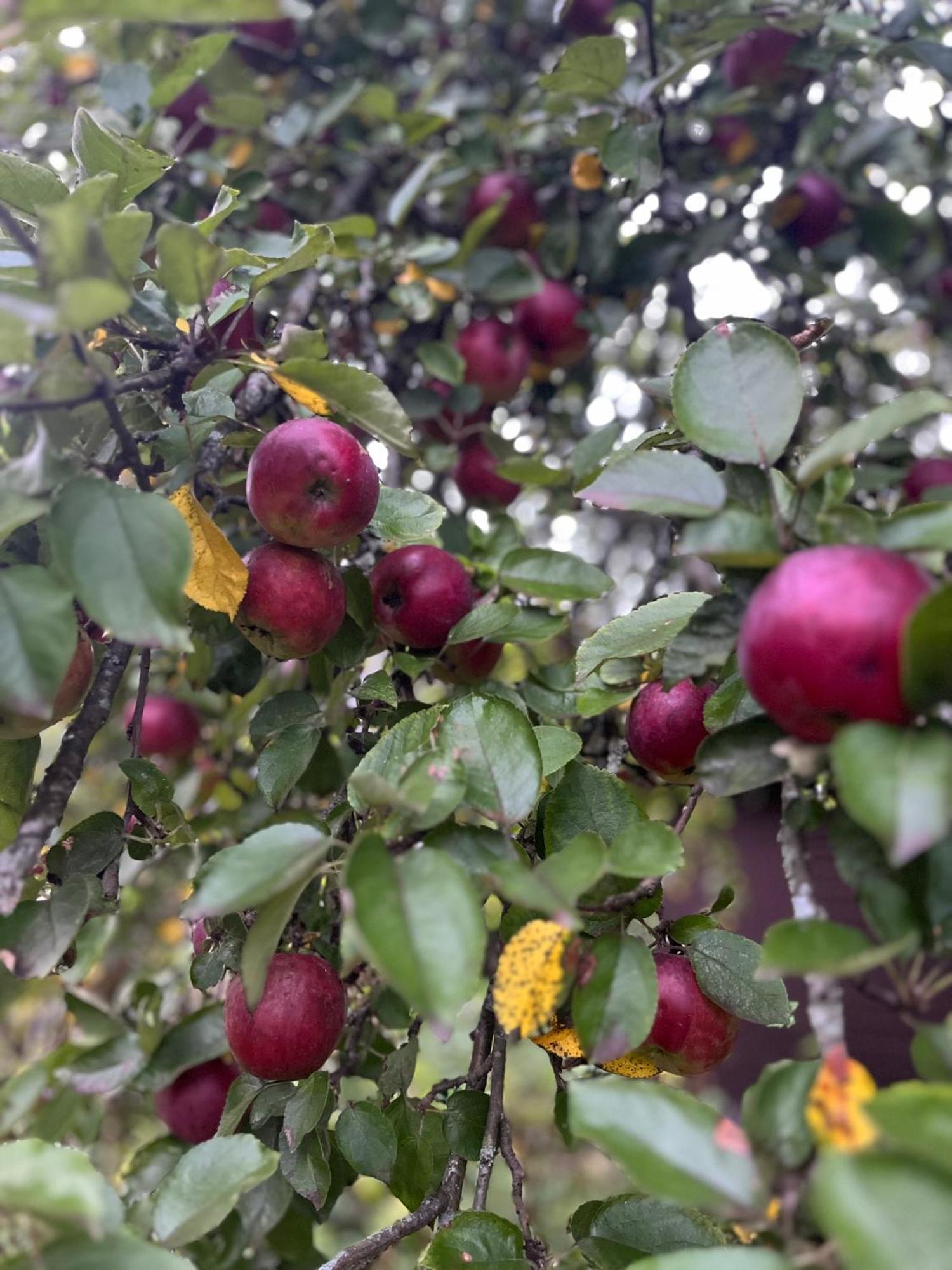 Auglu Ielas Pirts Maja Jūrkalne Exterior foto